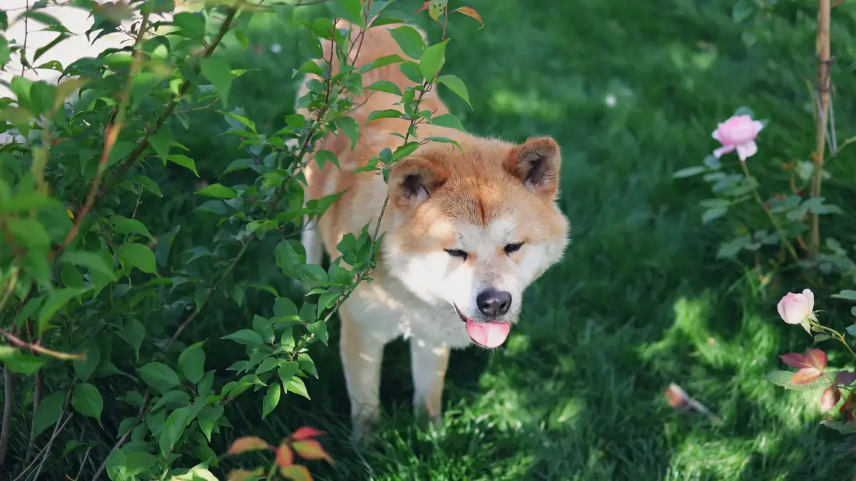 Charmant chien Akita Inu profitant d'une journée ensoleillée dans un jardin verdoyant