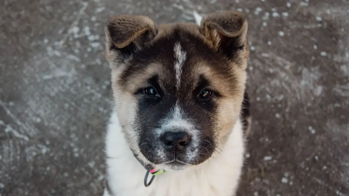 Adorable chiot Akita regardant directement vers l'objectif. Parfait pour les amoureux des animaux