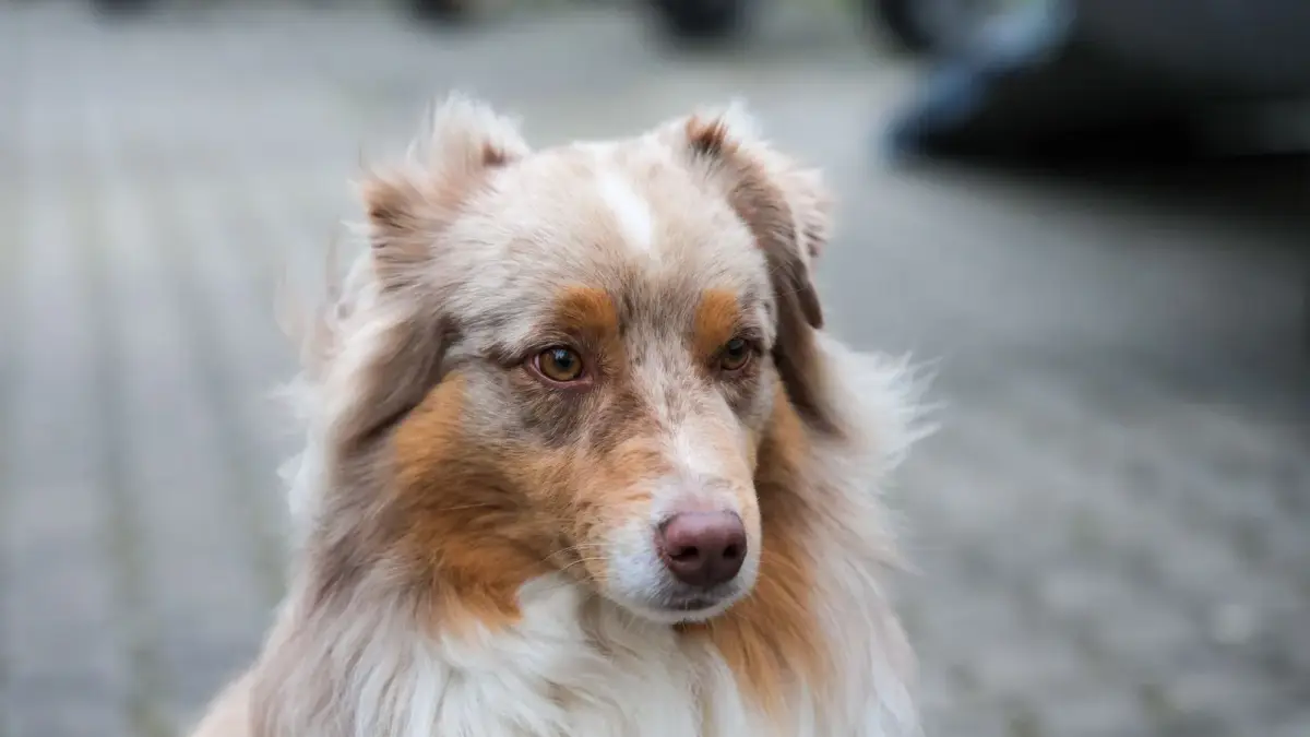 Un berger australien rouge merle assis, le regard posé sur l'objectif