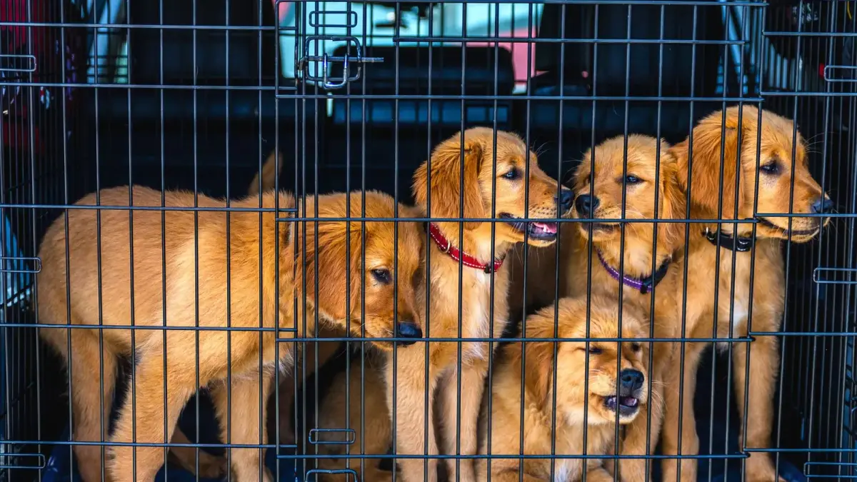Quatre chiots golden retriever debout dans une caisse de transport grillagée