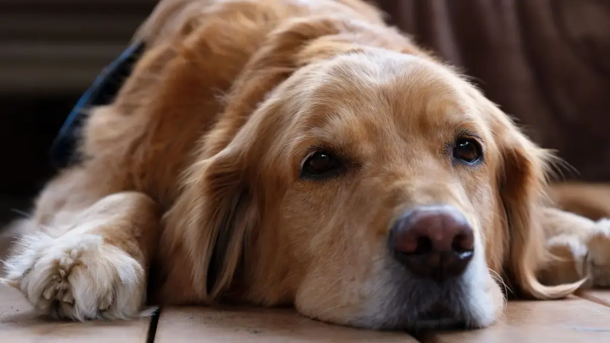 Un golden retriever couché sur un parquet, la tête posée au sol