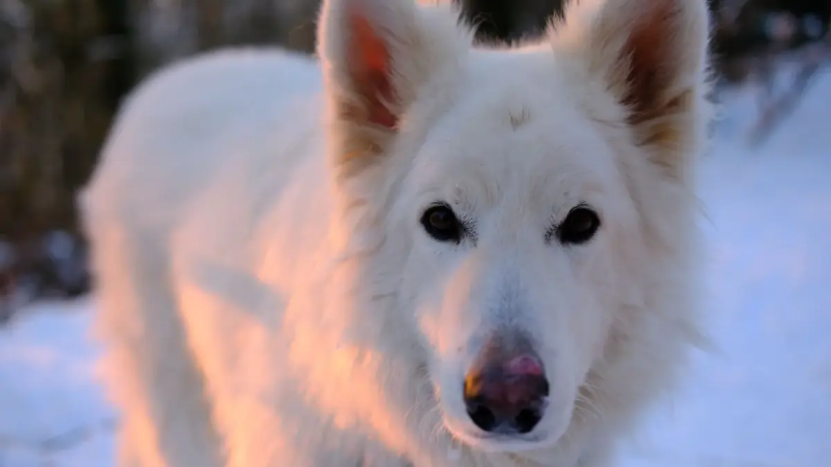 Portrait d'un majestueux chien de berger blanc dans un paysage hivernal enneigé illuminé