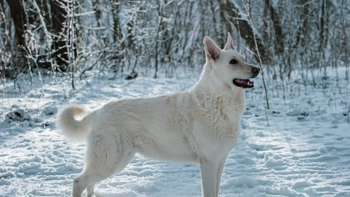 Un chien de berger suisse blanc se tenant dans une forêt enneigée pendant l'hiver
