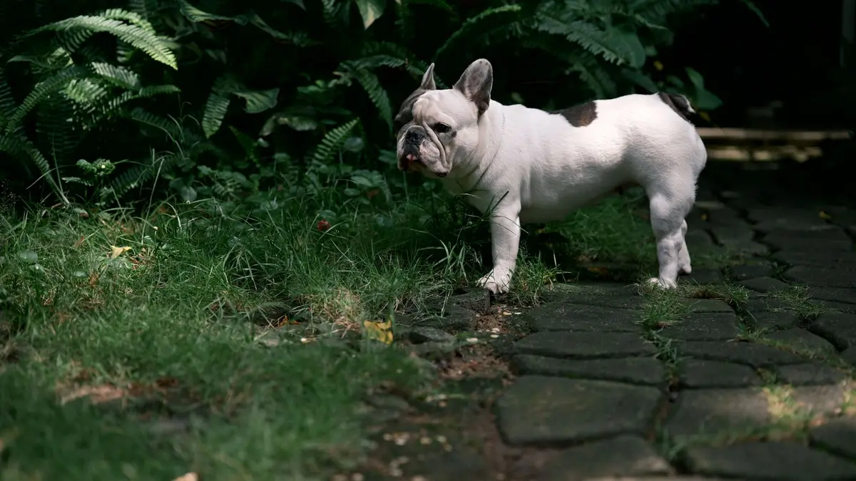 Bouledogue français adulte debout de profil, museau écrasé et corps compact caractéristiques de la race