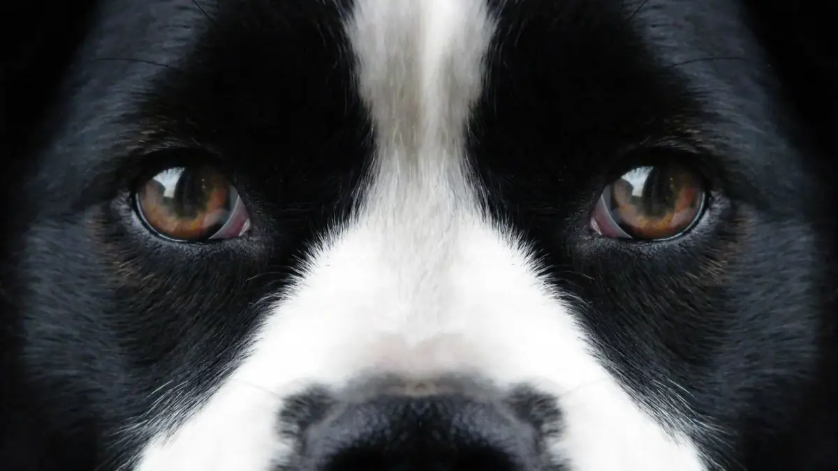 Gros plan sur les yeux bruns d'un chien noir et blanc