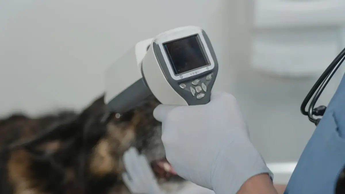 Un vétérinaire ganté examine l'œil d'un chien avec un appareil portatif