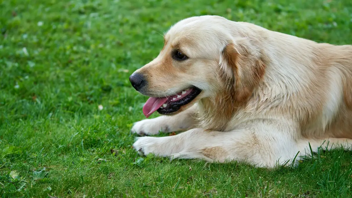 Golden retriever adulte couché dans l'herbe, pelage long et oreilles tombantes