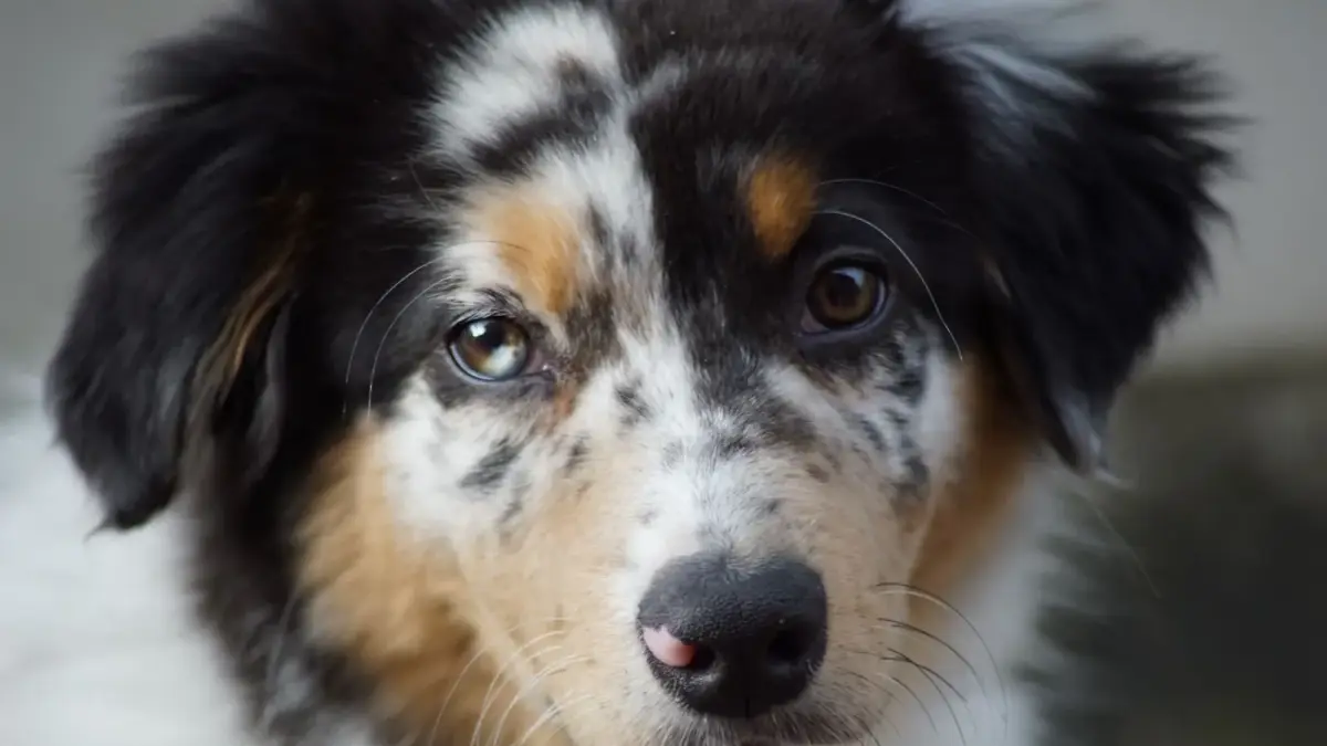 Portrait rapproché d'un berger australien bleu merle aux yeux vairons