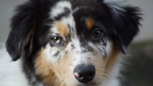 Portrait rapproché d'un berger australien bleu merle aux yeux vairons