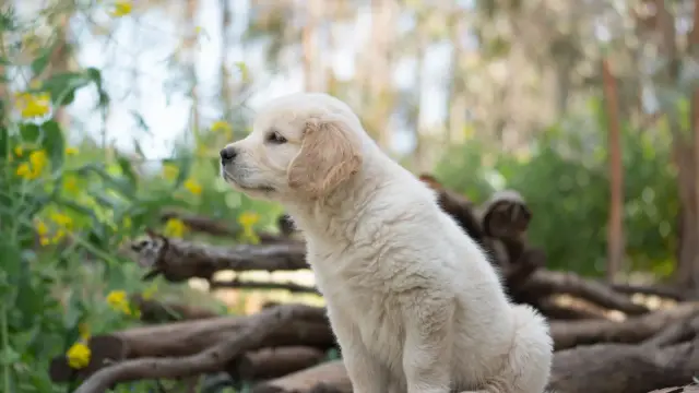 Un chiot golden retriever au pelage clair, assis dehors près d'un tas de bois