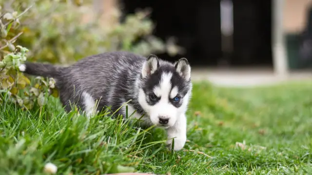 Un chiot husky aux yeux clairs avance dans l'herbe d'un jardin
