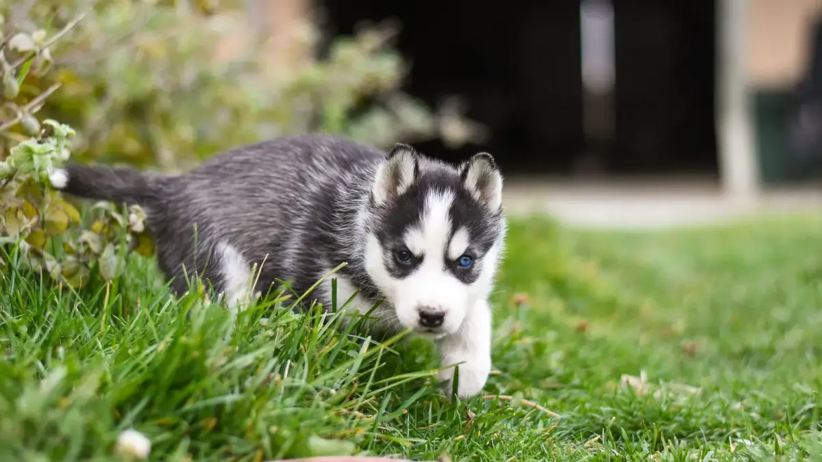 Un chiot husky aux yeux clairs avance dans l'herbe d'un jardin