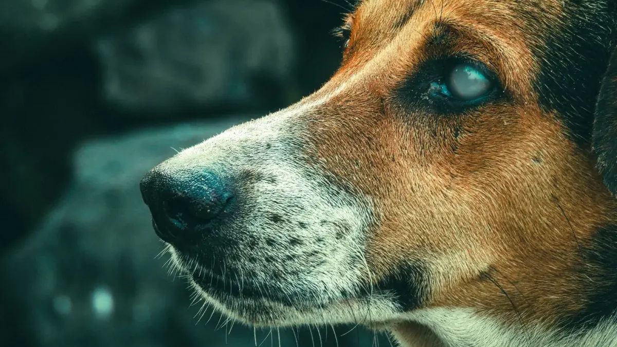 Le profil d'un chien tricolore dont l'œil est voilé de blanc