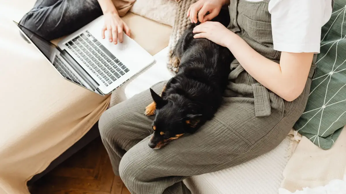 Un chien noir couché sur les genoux d'une personne qui travaille sur un ordinateur portable