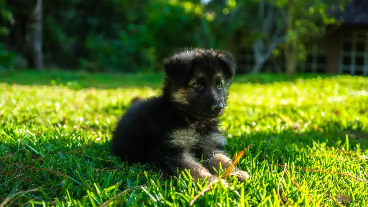 Un chiot berger allemand couché dans l'herbe au soleil