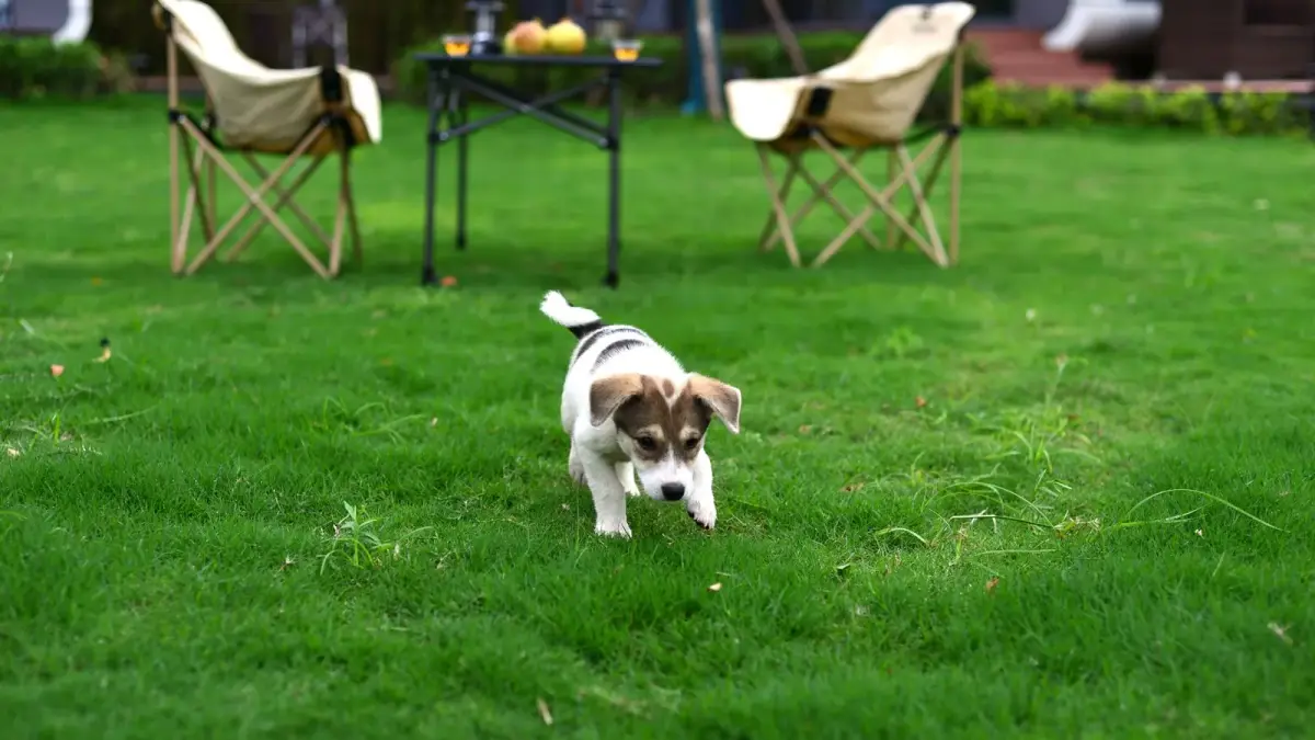 Un jeune chien tricolore trotte sur une pelouse, devant des chaises de jardin